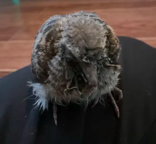 Dookie the Rock Pigeon